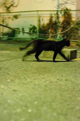 夜歩き黒ネコw.jpg