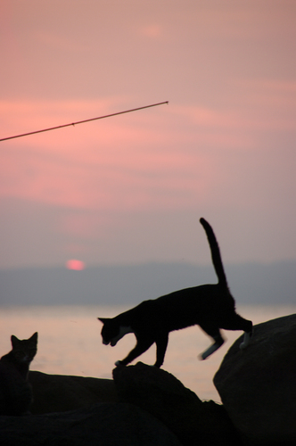 釣り人とネコたち3w.jpg